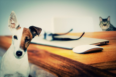 Check out these 5 sites with fabulous FREE stock images!